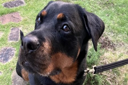 タイ悲劇事件！犬３０匹犬寺院へ引き取られる＆自動車出火、女性と飼い犬２匹死亡