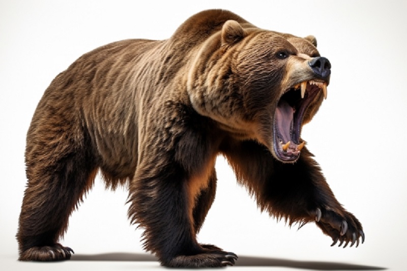 タイ動物事件！野生クマに襲われ片目を失う