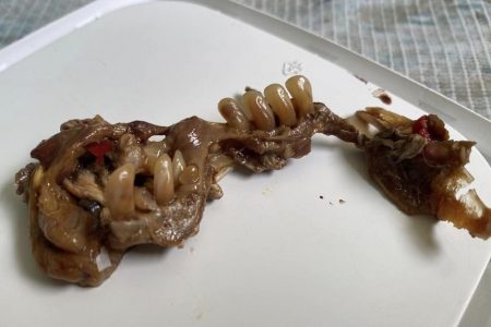 タイ珍事件！ソムタムの中から歯＆ロケット祭りで事故