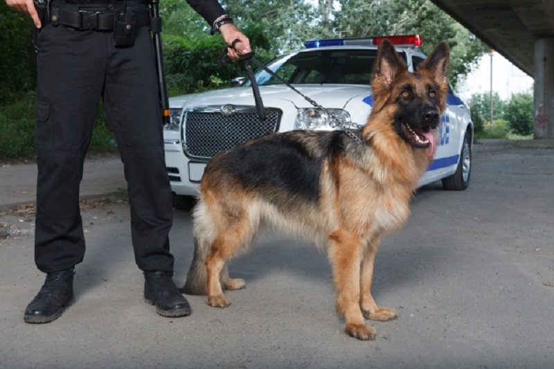 タイ犬事件！警察犬が迷子の赤ちゃんを発見＆飼い犬が吠えた男性刺される
