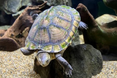 タイ生き物珍ニュース！大カメとゲッコートカゲ宝くじ当選番号を予言