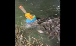 タイ珍ニュース！ロイクラトンで起きた珍事＆タイ人英語力世界101位