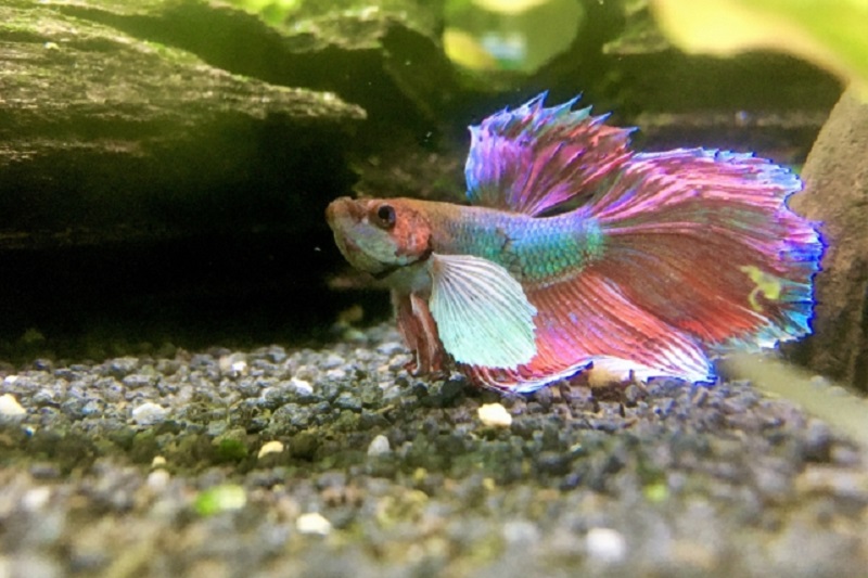 タイ面白ニュース！闘魚飼育の男性変わった貯金方法で注目を浴びる