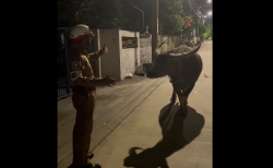 タイ珍ニュース！深夜道路を塞ぐ水牛への交渉に挑む警察官