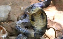 猛暑のタイ！キングコブラが水を求めて住宅地区に出現