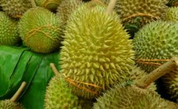 タイ果物ニュース！酷暑でノンタブリー県産ドリアンの収穫10％まで落ち込む