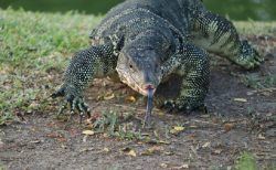 タイ珍ニュース！大ミズトカゲが電気代を払いに来た？