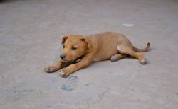 タイ動物事件！犬による致命的な襲撃事件、法的見直し求められる