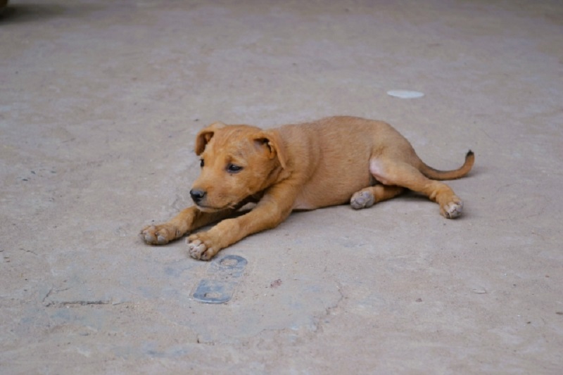 タイ動物事件！犬による致命的な襲撃事件、法的見直し求められる