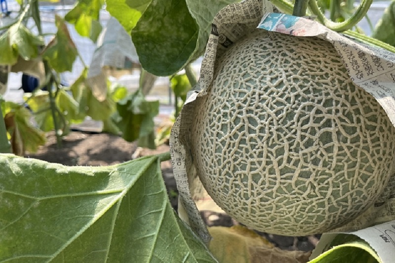 タイ農業ニュース！ロッブリーのメロン農場が大忙し！