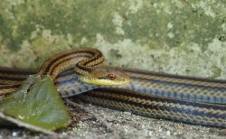 タイ動物ニュース！犬VSヘビの死闘