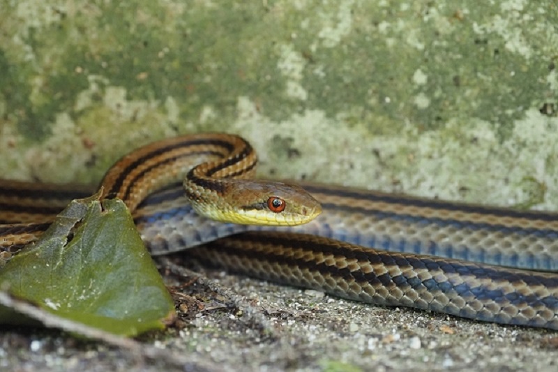 タイ動物ニュース！犬VSヘビの死闘
