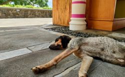 タイを含めた東南アジアを旅する時は狂犬病に注意！