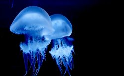 タイ食事件！サムットプラカーンで「クラゲ焼肉」食中毒、5人が病院へ搬送