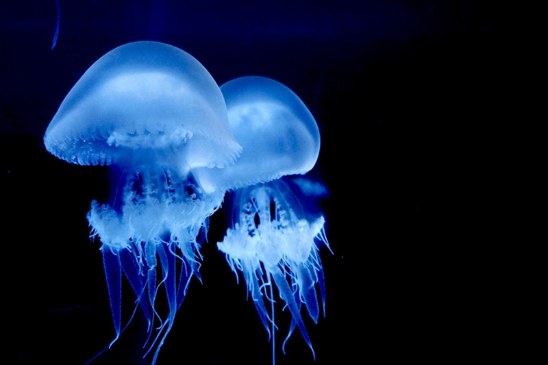 タイ食事件!サムットプラカーンで「クラゲ焼肉」食中毒、5人が病院へ搬送